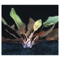 Cryptocoryne Cordata